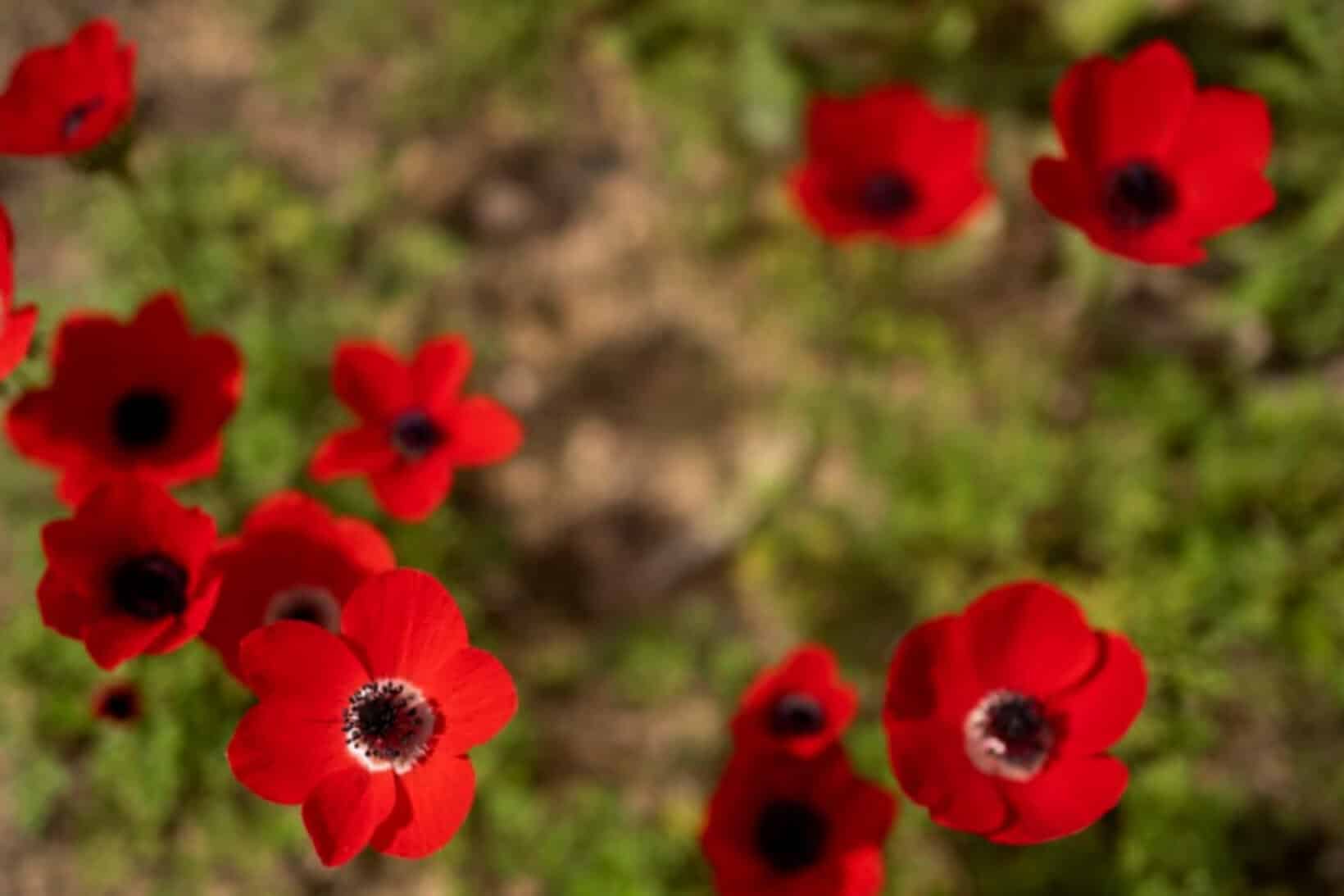 Bright red anemone flowers blooming in a green field, with several blossoms in sharp focus and others softly blurred in the background.